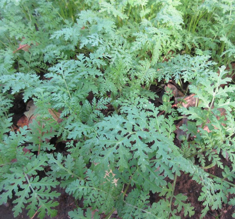 Gruenduengung-Phacelia.jpg